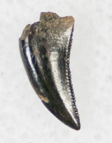 Sharp Raptor (Dromaeosaur) Tooth - Two Medicine Formation #13900